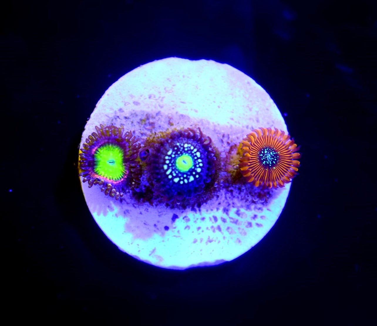 Zoa Notorious Show Pack